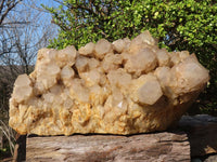 Natural XXXL Cascading White Phantom Smokey Quartz Cluster x 1 From Luena, Congo