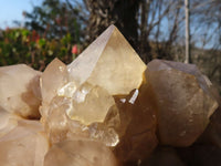 Natural XXXL Cascading White Phantom Smokey Quartz Cluster x 1 From Luena, Congo