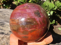 Polished Petrified Red Podocarpus Wood Sphere With Rosewood Stand x 1 From Madagascar - Toprock Gemstones and Minerals 