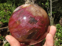 Polished Petrified Red Podocarpus Wood Sphere With Rosewood Stand x 1 From Madagascar - Toprock Gemstones and Minerals 