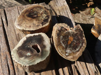 Polished Petrified Wood Branch Pieces x 3 From Gokwe, Zimbabwe