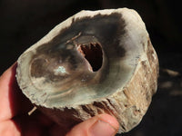 Polished Petrified Wood Branch Pieces x 3 From Gokwe, Zimbabwe