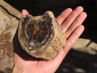 Polished Petrified Wood Branch Pieces x 3 From Gokwe, Zimbabwe