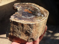 Polished Petrified Wood Branch Pieces x 3 From Gokwe, Zimbabwe