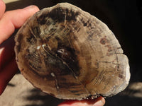 Polished Petrified Wood Branch Pieces x 3 From Gokwe, Zimbabwe