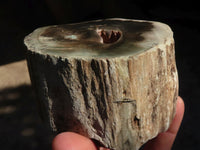 Polished Petrified Wood Branch Pieces x 3 From Gokwe, Zimbabwe