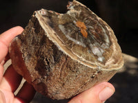 Polished Petrified Wood Branch Pieces x 3 From Gokwe, Zimbabwe