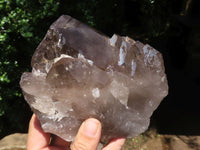 Natural Large Smokey Quartz Crystals  x 2 From Melanje, Malawi - TopRock