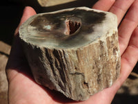 Polished Petrified Wood Branch Pieces x 3 From Gokwe, Zimbabwe