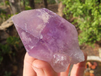 Natural Jacaranda Amethyst Crystals x 12 From Mumbwa, Zambia