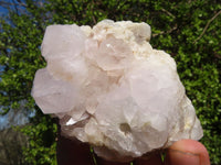 Natural White Cactus Flower Spirit Quartz Specimens x 4 From Boekenhouthoek, South Africa