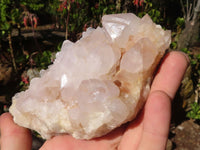 Natural White Cactus Flower Spirit Quartz Specimens x 4 From Boekenhouthoek, South Africa