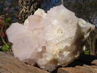 Natural White Cactus Flower Spirit Quartz Specimens x 4 From Boekenhouthoek, South Africa