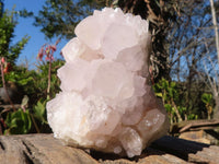 Natural White Cactus Flower Spirit Quartz Specimens x 4 From Boekenhouthoek, South Africa