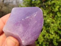 Natural Single Jacaranda Amethyst Crystals x 12 From Mumbwe, Zambia