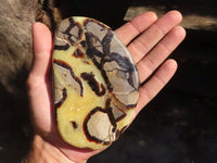 Polished Septerye Free Form Slices   x 6 From Mahajanga, Madagascar - Toprock Gemstones and Minerals 