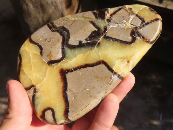 Polished Septerye Free Form Slices   x 6 From Mahajanga, Madagascar - Toprock Gemstones and Minerals 