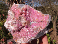 Natural Pink Salrose Cobaltion Dolomite Specimens  x 2 From Kakanda, Congo