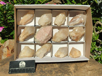 Natural Single Pineapple Quartz Crystals  x 12 From Madagascar - Toprock Gemstones and Minerals 