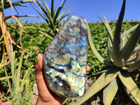 Polished Labradorite Standing Free Form With Blue & Gold Flash  x 1 From Tulear, Madagascar - Toprock Gemstones and Minerals 