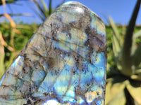 Polished Labradorite Standing Free Form With Blue & Gold Flash  x 1 From Tulear, Madagascar - Toprock Gemstones and Minerals 