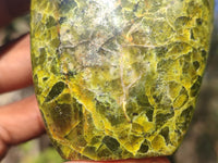 Polished Green Opal Standing Free Forms  x 6 From Antsirabe, Madagascar - Toprock Gemstones and Minerals 