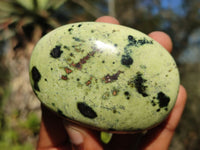 Polished Spotted Leopard Stone Gallets  x 6 From Zimbabwe - Toprock Gemstones and Minerals 