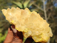 Natural Golden Limonite / Lemonite Quartz Clusters  x 12 From Zambia - Toprock Gemstones and Minerals 