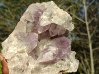 Natural Jacaranda Amethyst Cluster x 1 From Zambia - Toprock Gemstones and Minerals 