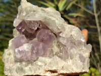 Natural Jacaranda Amethyst Cluster x 1 From Zambia - Toprock Gemstones and Minerals 