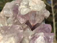 Natural Jacaranda Amethyst Cluster x 1 From Zambia - Toprock Gemstones and Minerals 