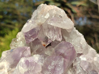 Natural Jacaranda Amethyst Cluster x 1 From Zambia - Toprock Gemstones and Minerals 