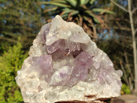 Natural Jacaranda Amethyst Cluster x 1 From Zambia - Toprock Gemstones and Minerals 