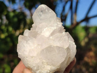 Natural White Cactus Flower Spirit Quartz Specimens  x 6 From Boekenhouthoek, South Africa - Toprock Gemstones and Minerals 