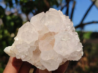 Natural White Cactus Flower Spirit Quartz Specimens  x 6 From Boekenhouthoek, South Africa - Toprock Gemstones and Minerals 