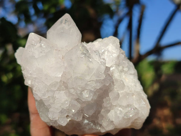 Natural White Cactus Flower Spirit Quartz Specimens  x 6 From Boekenhouthoek, South Africa - Toprock Gemstones and Minerals 