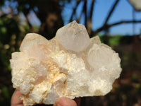 Natural White Cactus Flower Spirit Quartz Specimens  x 6 From Boekenhouthoek, South Africa - Toprock Gemstones and Minerals 