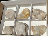 Natural White Cactus Flower Spirit Quartz Specimens  x 6 From Boekenhouthoek, South Africa - Toprock Gemstones and Minerals 