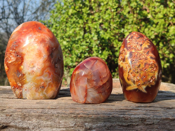 Polished Carnelian Agate Standing Free Forms  x 3 From Madagascar - Toprock Gemstones and Minerals 