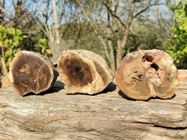 Polished Petrified Wood Branch Pieces  x 2 From Gokwe, Zimbabwe - Toprock Gemstones and Minerals 