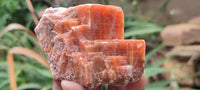 Natural New Sunset Orange Calcite Specimens  x 24 From Spitzkop, Namibia