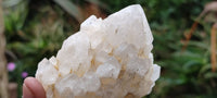 Natural Highly Selected Candle Quartz Crystals  x 6 From Madagascar