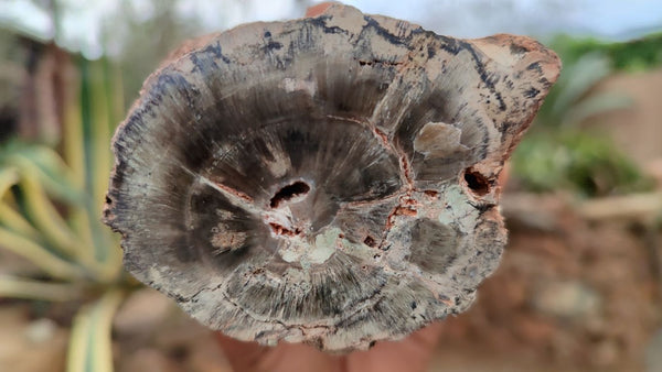 Polished Petrified Wood Branch Pieces x 3 From Gokwe, Zimbabwe