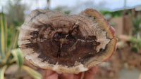 Polished Petrified Wood Branch Pieces x 3 From Gokwe, Zimbabwe