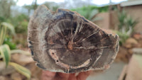 Polished Petrified Wood Branch Pieces x 3 From Gokwe, Zimbabwe