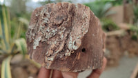 Polished Petrified Wood Branch Pieces x 3 From Gokwe, Zimbabwe