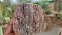 Polished Petrified Wood Branch Pieces x 3 From Gokwe, Zimbabwe