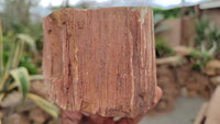 Polished Petrified Wood Branch Pieces x 3 From Gokwe, Zimbabwe