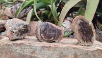 Polished Petrified Wood Branch Pieces x 3 From Gokwe, Zimbabwe