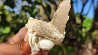 Natural Drusy Quartz Coated Calcite Pseudomorph Crystals x 12 From Alberts Mountain, Lesotho